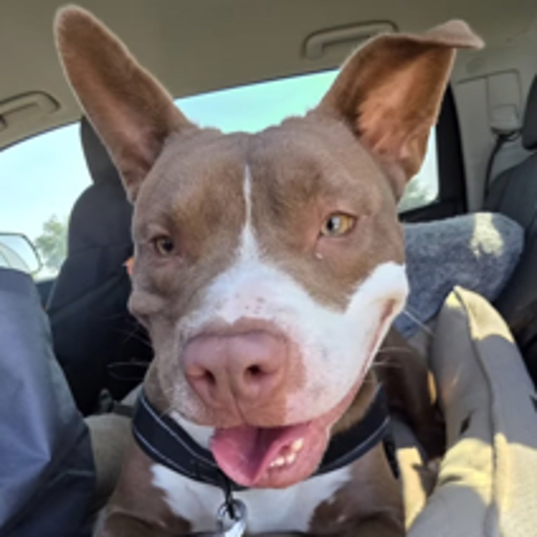 Taz
