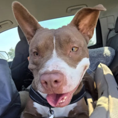 Taz