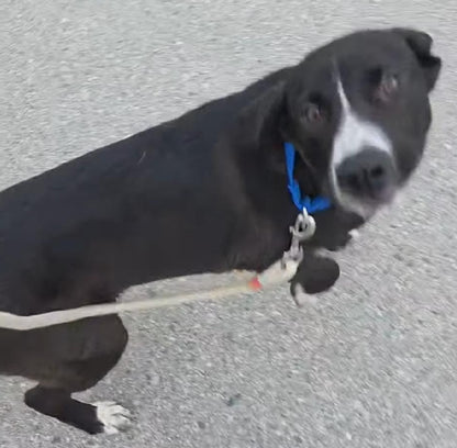 Odin