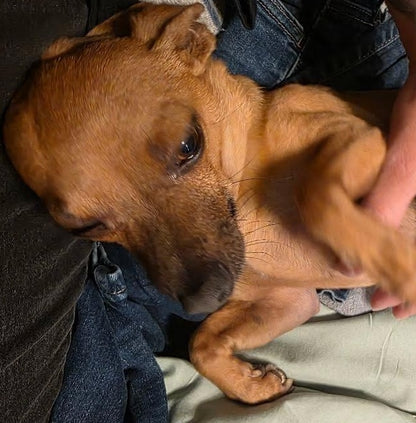 Peanut