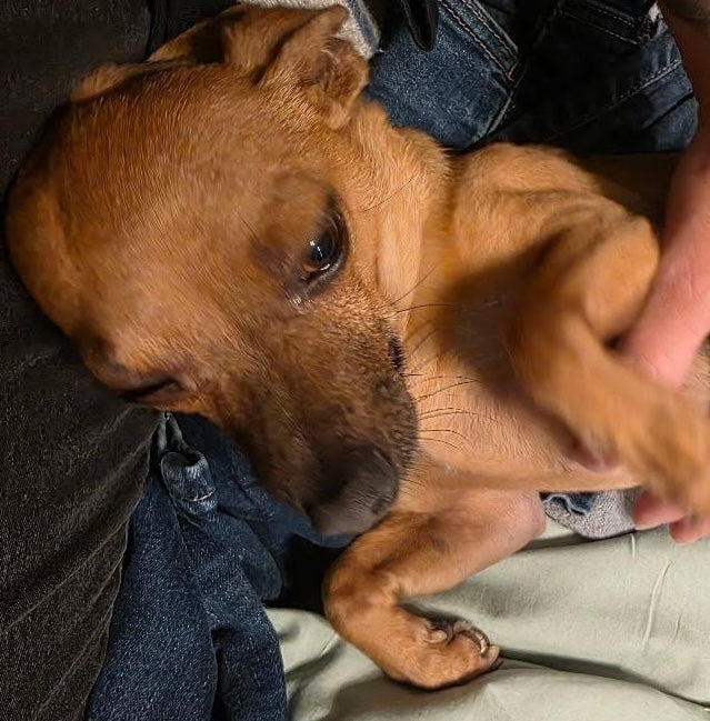 Peanut