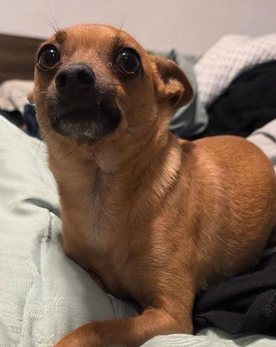 Peanut