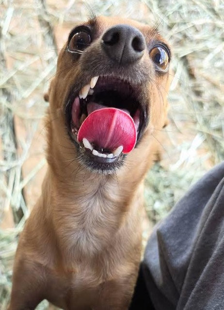 Peanut