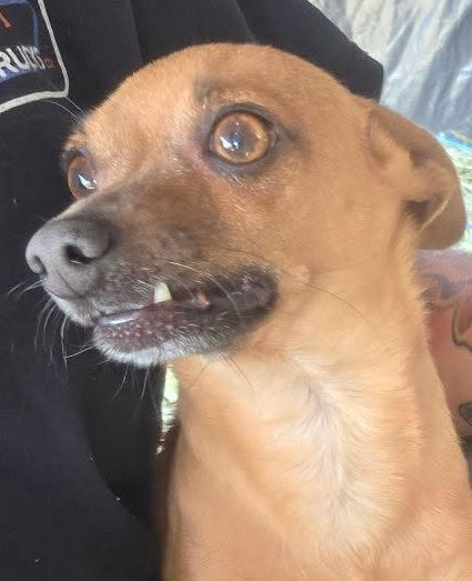 Peanut